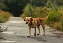 Koer lahkus igal hommikul kodust — ja keegi ei teadnud, kuhu ta läheb. Siis ma otsustasin vaikselt tema jälgida…