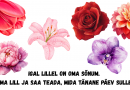 Vali lill — ja saad teada, mida tänane päev sulle toob