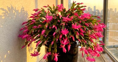 Mida ei armasta jõulukaktus: 5 peamist vastunäidustust hoolduses Mida ei armasta jõulukaktus: 5 peamist vastunäidustust hoolduses