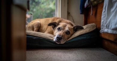 Hüljatud koer minu varjupaigas tundis oma endise omaniku ära. Aga selgus, et ta ei tulnud tema pärast… Hüljatud koer minu varjupaigas tundis oma endise omaniku ära. Aga selgus, et ta ei tulnud tema pärast…