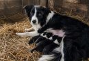 Ta oli tema kõrval tunde pärast seda kui ta lakkas hingamast. Veterinaar ütles hiljem et tema piim hoidis teda elus Ta oli tema kõrval tunde pärast seda kui ta lakkas hingamast. Veterinaar ütles hiljem et tema piim hoidis teda elus
