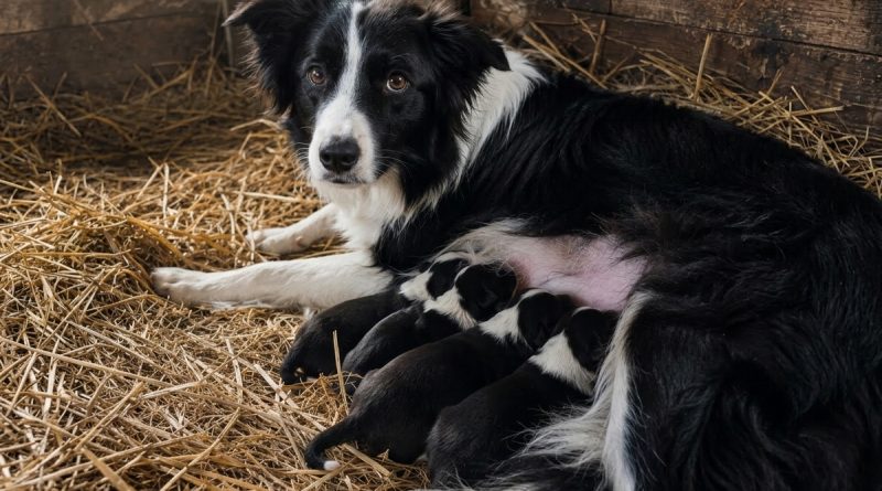 Ta oli tema kõrval tunde pärast seda kui ta lakkas hingamast. Veterinaar ütles hiljem et tema piim hoidis teda elus Ta oli tema kõrval tunde pärast seda kui ta lakkas hingamast. Veterinaar ütles hiljem et tema piim hoidis teda elus