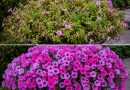 Olete aastaid petuuniaid valesti tagasi lõiganud 🌸 Siin on lihtne nipp, pärast mida hakkavad need õitsema kaks korda rikkalikumalt ja lopsakamalt Olete aastaid petuuniaid valesti tagasi lõiganud 🌸 Siin on lihtne nipp, pärast mida hakkavad need õitsema kaks korda rikkalikumalt ja lopsakamalt