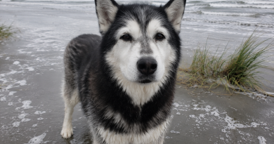 Viisime oma vana huskykoera randa, et jätta hüvasti merega, kuid siis tõusis ta püsti ja tegi midagi, mida ma ei suuda kunagi unustada Viisime oma vana huskykoera randa, et jätta hüvasti merega, kuid siis tõusis ta püsti ja tegi midagi, mida ma ei suuda kunagi unustada