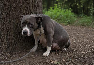 Pitbull Jessie leiti puust paksu köiega kaela otsas seotuna. Sünnituseni oli jäänud vaid mõni päev 💔 Pitbull Jessie leiti puust paksu köiega kaela otsas seotuna. Sünnituseni oli jäänud vaid mõni päev 💔