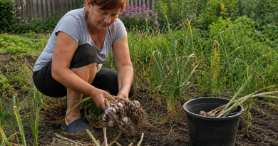 Küpse küüslaugu peamised tunnused. Kuidas aru saada, millal see üles võtta ja enne säilitamist õigesti kuivatada Küpse küüslaugu peamised tunnused. Kuidas aru saada, millal see üles võtta ja enne säilitamist õigesti kuivatada