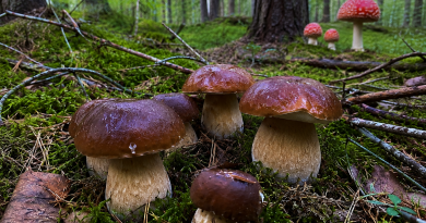 7 märki, mis näitavad, et läheduses leidub peaaegu kindlasti seeni 7 märki, mis näitavad, et läheduses leidub peaaegu kindlasti seeni