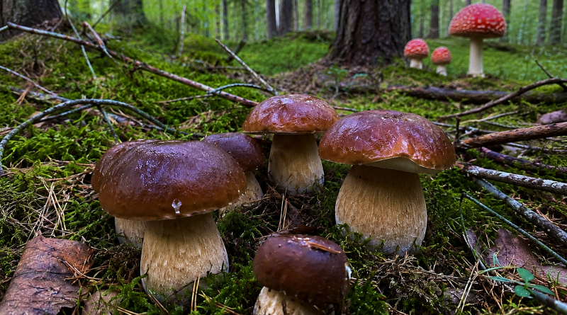 7 märki, mis näitavad, et läheduses leidub peaaegu kindlasti seeni 7 märki, mis näitavad, et läheduses leidub peaaegu kindlasti seeni