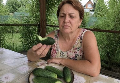 Miks võivad värsked, äsja peenralt korjatud kurgid äkki kibedad olla: põhjus, mida paljud aednikud isegi ei kahtlusta Miks võivad värsked, äsja peenralt korjatud kurgid äkki kibedad olla: põhjus, mida paljud aednikud isegi ei kahtlusta
