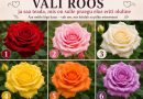 Valige roos ja saate teada, mis on teile praegu elus eriti oluline Valige roos ja saate teada, mis on teile praegu elus eriti oluline