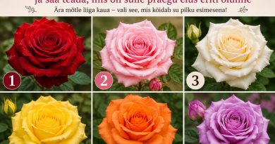 Valige roos ja saate teada, mis on teile praegu elus eriti oluline Valige roos ja saate teada, mis on teile praegu elus eriti oluline