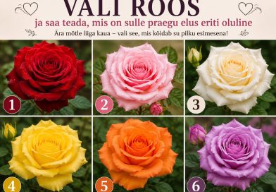 Valige roos ja saate teada, mis on teile praegu elus eriti oluline Valige roos ja saate teada, mis on teile praegu elus eriti oluline
