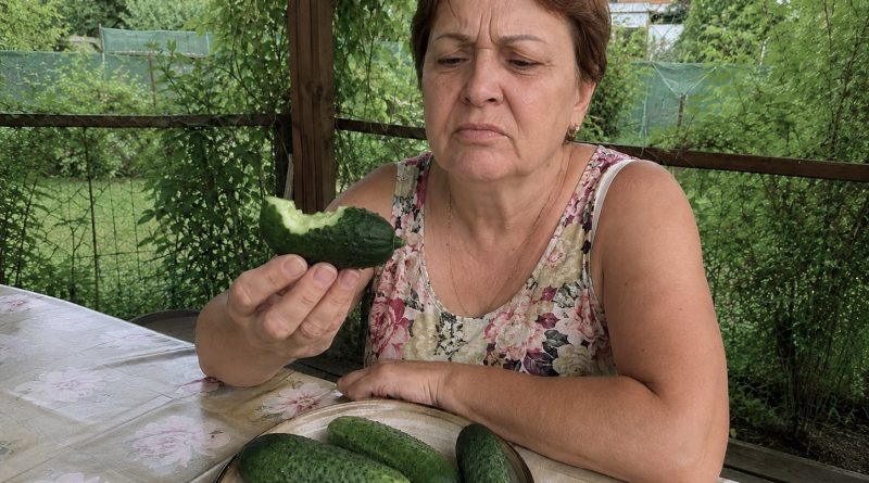Miks võivad värsked, äsja peenralt korjatud kurgid äkki kibedad olla: põhjus, mida paljud aednikud isegi ei kahtlusta Miks võivad värsked, äsja peenralt korjatud kurgid äkki kibedad olla: põhjus, mida paljud aednikud isegi ei kahtlusta