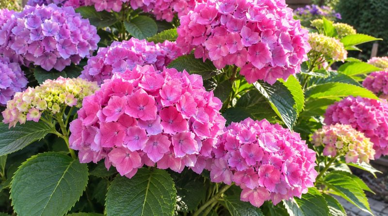 Hortensia õitseb rikkalikult ja kaua kuni külmadeni, kui tema eest õigesti hoolitseda. Kolm peamist hooldusnõuannet