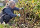 Kuidas vaarikaid sügisel õigesti lõigata. Peamised reeglid, et kevadel saagist mitte ilma jääda Kuidas vaarikaid sügisel õigesti lõigata. Peamised reeglid, et kevadel saagist mitte ilma jääda
