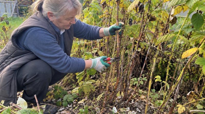 Kuidas vaarikaid sügisel õigesti lõigata. Peamised reeglid, et kevadel saagist mitte ilma jääda