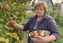 Kevadel kadusid mu aiast ema istutatud pojengid. Sügisel rääkis naabrinaine mulle midagi, mida ma esialgu lihtsalt ei suutnud uskuda…