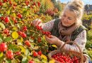 Kibuvitsamarjade aeg on käes! Miks ei tasu neid kaua keeta ja millise vea teevad paljud talvevarusid valmistades?