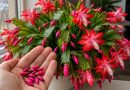 3 põhjust, miks sinu jõulukaktus (Schlumbergera) hakkab pungi maha ajama – ja mida nüüd teha 3 põhjust, miks sinu jõulukaktus (Schlumbergera) hakkab pungi maha ajama – ja mida nüüd teha