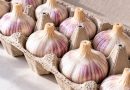 SINU KÜÜSLAUK SÄILIB RIKNEMATA TERVEID KUID! Proovi seda nippi vaid üks kord ja sa ei taha enam kunagi küüslauku teisiti säilitada! SINU KÜÜSLAUK SÄILIB RIKNEMATA TERVEID KUID! Proovi seda nippi vaid üks kord ja sa ei taha enam kunagi küüslauku teisiti säilitada!